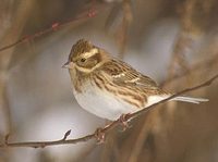 Rustic Bunting (Emberiza rustica) photo