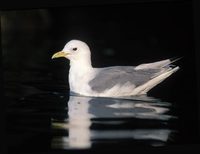 Black-legged Kittiwake (Rissa tridactyla) photo