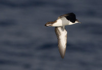 Galapagos Shearwater (Puffinus subalaris) photo