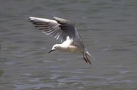 Slender-billed Gull - Larus genei