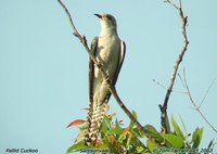 Pallid Cuckoo - Cuculus pallidus