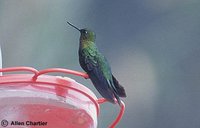 Golden-breasted Puffleg - Eriocnemis mosquera