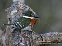 Green Kingfisher - Chloroceryle americana