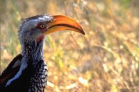 Southern Yellow-billed Hornbill - Tockus leucomelas