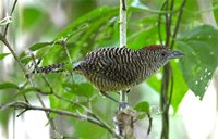 Fasciated Antshrike - Cymbilaimus lineatus