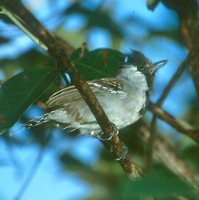 Silvery-cheeked Antshrike - Sakesphorus cristatus