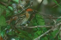 Black-crested Antshrike - Sakesphorus canadensis