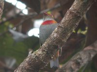 Red-banded Fruiteater - Pipreola whitelyi