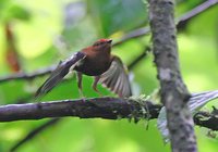 Club-winged Manakin - Machaeropterus deliciosus