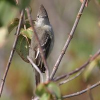 Plain-crested Elaenia - Elaenia cristata