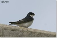 Chilean Swallow - Tachycineta meyeni