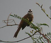 Yellow-vented Bulbul - Pycnonotus goiavier