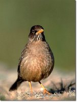 Austral Thrush - Turdus falcklandii