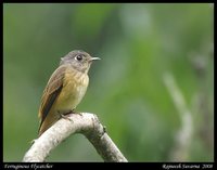 Ferruginous Flycatcher - Muscicapa ferruginea