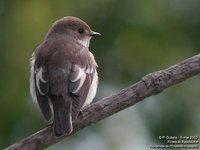 European Pied Flycatcher - Ficedula hypoleuca