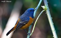 Blue-fronted Redstart - Phoenicurus frontalis