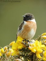 European Stonechat - Saxicola rubicola