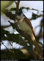 Asian Paradise-Flycatcher - Terpsiphone paradisi