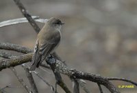 Jacky-winter - Microeca fascinans