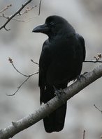 Large-billed Crow - Corvus macrorhynchos