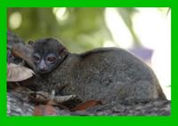 Hawk's Sportive Lemur (Lepilemur tymerlachsoni)