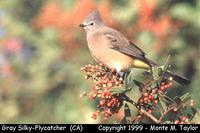 Gray Silky-Flycatcher  (escapee?)  California