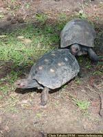 Jabuti, Red-footed tortoise (Geochelone carbonaria)