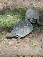 Jabuti, Red-footed tortoise (Geochelone carbonaria)