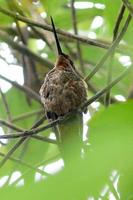 Golden-bellied Starfrontlet