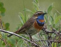 Bluethroat