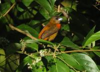 Female Cherrie's Tanager  