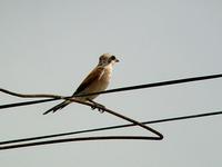 Red-backed Shrike (Törnskata) - Lanius collurio