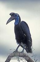 ...female Abyssinian ground hornbill ( Bucorvus abyssinicus ) , Murchison Falls National Park , Uga