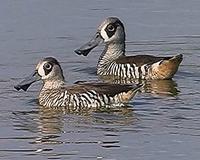 Pink-eared Ducks