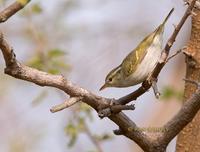 Blyth's leaf warbler C20D 02574.jpg