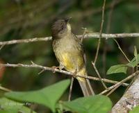 Is this Finsch's Bulbul?