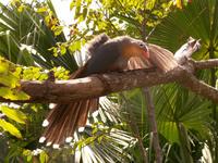 Red-billed Malkoha