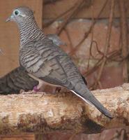 Peaceful Dove geopelia placida