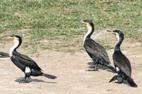 Group of great cormorants (Phalacrocorax carbo) on a beach of the Kazinga Channel