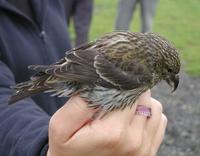 Crossbill (Loxia curvirostra)