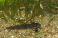 : Ambystoma opacum; Marbled Salamander