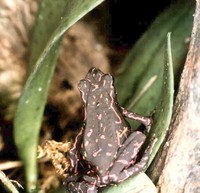 : Atelopus spumarius