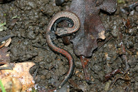 : Batrachoseps attenuatus; California Slender Salamander