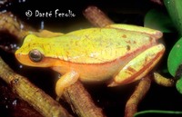 : Dendropsophus anataliasiasi