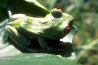 : Leptopelis natalensis; Natal Tree Frog
