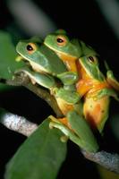: Litoria xanthomera; Orange-thighed Frog