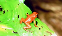 : Oophaga pumilio; Strawberry Poison Frog