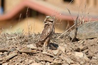 : Athene cunicularia hypugaea; Burrowing Owl