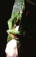 : Rhacophorus kio