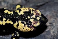: Salamandra salamandra gallaica; Fire Salamander